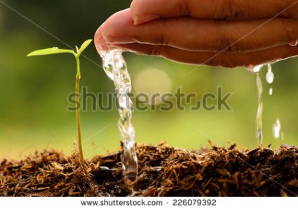 stock-photo-agriculture-tree-seeding-seedling-male-hand-watering-young-tree-over-green-background-seed-planting-226079392